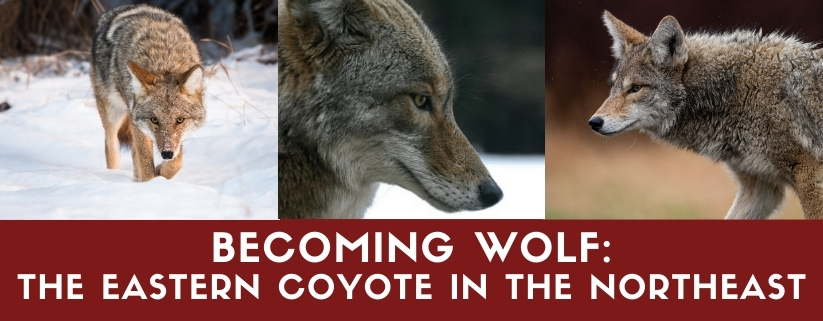 Becoming Wolf: The Eastern Coyote in the Northeast